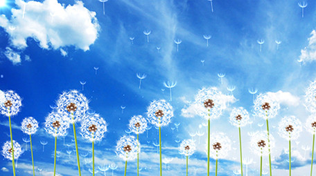 4K清新蒲公英动态背景素材