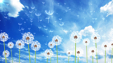 4K清新蒲公英动态背景素材