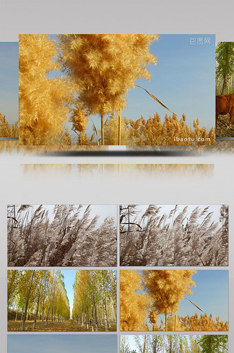 秋天树林芦苇泛黄自然景色实拍视频图片