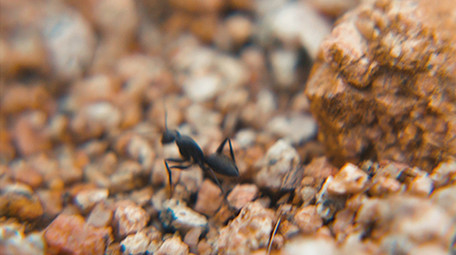 实拍蚂蚁搬家微距特写视频素材