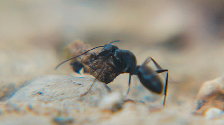实拍蚂蚁搬家微距特写视频素材