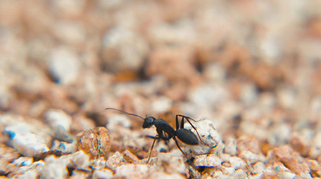 实拍蚂蚁搬家微距特写视频素材