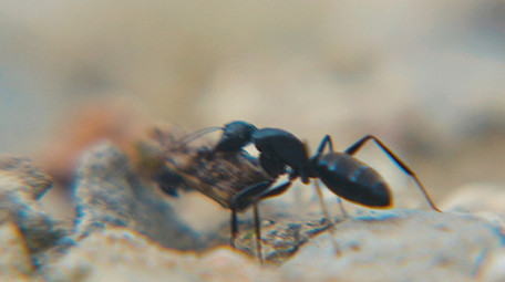 实拍蚂蚁搬家微距特写视频素材