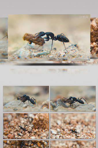 实拍蚂蚁搬家微距特写视频素材图片