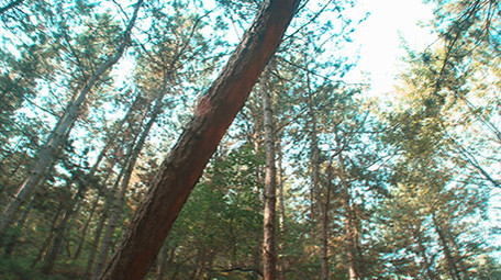 实拍夏季森林阳光针叶林油松视频素材