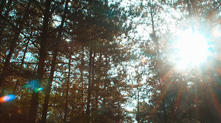 实拍夏季森林阳光针叶林油松视频素材