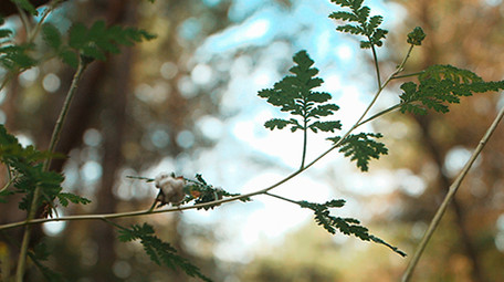 实拍夏季森林阳光针叶林油松视频素材