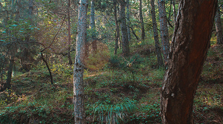 实拍夏季森林阳光针叶林油松视频素材