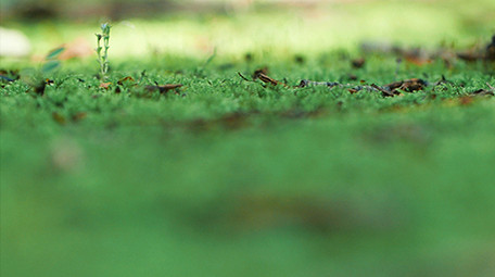 实拍潮湿森林里绿苔苔藓生长环境视频