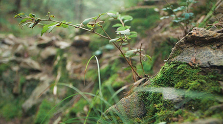 实拍潮湿森林里绿苔苔藓生长环境视频