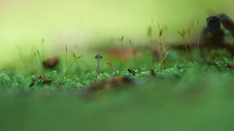实拍潮湿森林里绿苔苔藓生长环境视频
