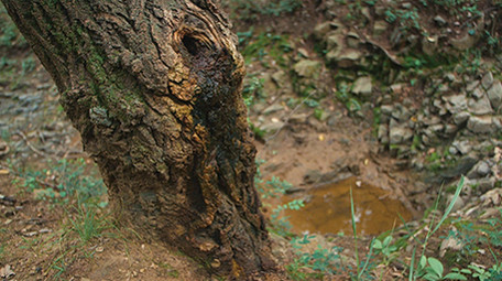 实拍潮湿森林里绿苔苔藓生长环境视频
