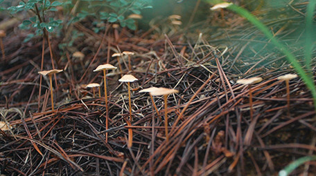 实拍森林毒蘑菇生长野山菌视频素材