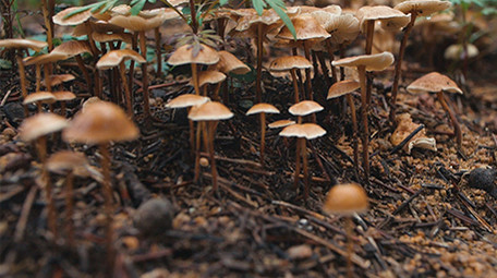 实拍森林毒蘑菇生长野山菌视频素材