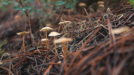 实拍森林毒蘑菇生长野山菌视频素材