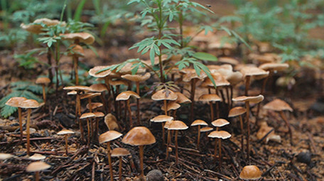 实拍森林毒蘑菇生长野山菌视频素材