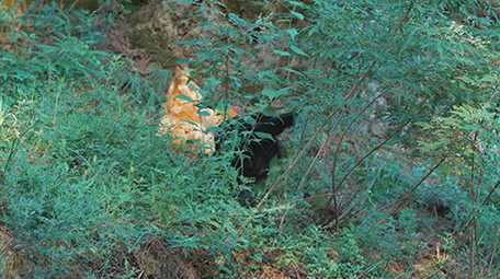 实拍公鸡打鸣老母鸡柴鸡觅食溜达鸡视频素材