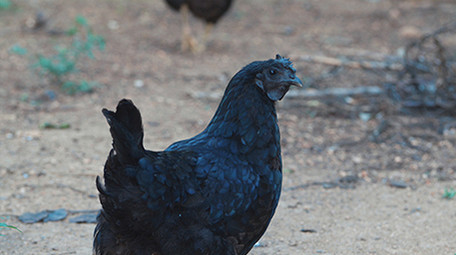 实拍公鸡打鸣老母鸡柴鸡觅食溜达鸡视频素材