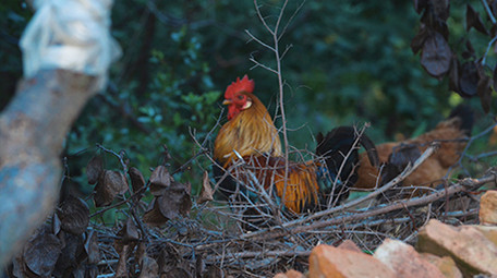 实拍公鸡打鸣老母鸡柴鸡觅食溜达鸡视频素材