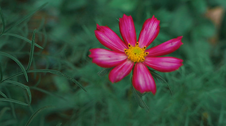 实拍植物园各种花朵特写视频素材