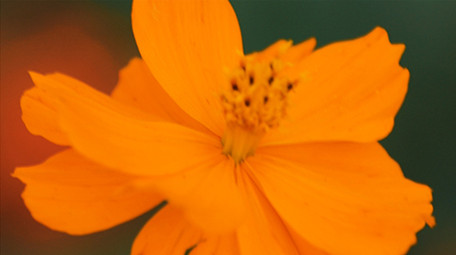 实拍植物园各种花朵特写视频素材