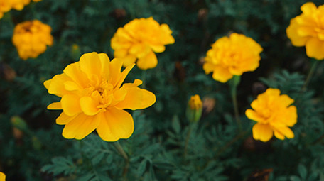 实拍植物园各种花朵特写视频素材