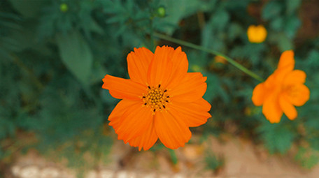实拍植物园各种花朵特写视频素材