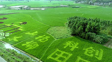 航拍高清科技彩色水稻