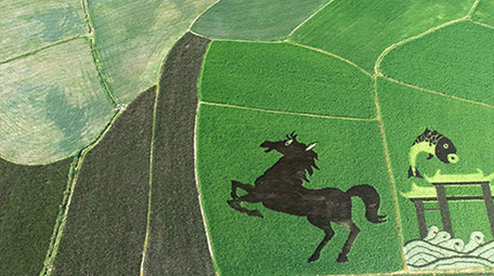 航拍高清科技彩色水稻