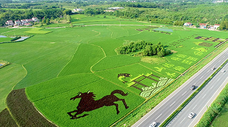 航拍高清科技彩色水稻