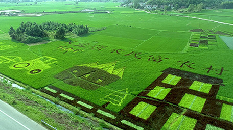 航拍高清科技彩色水稻