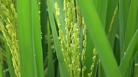 浙江农村水稻稻花特写