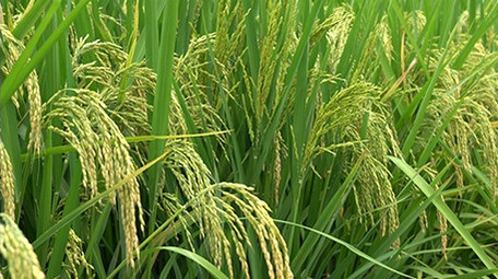 浙江农村水稻稻花特写