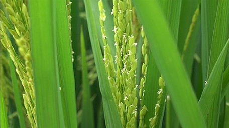 浙江农村水稻稻花特写