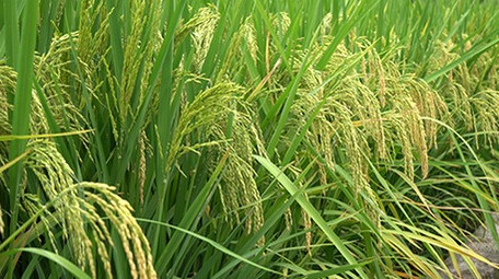 浙江农村水稻稻花特写