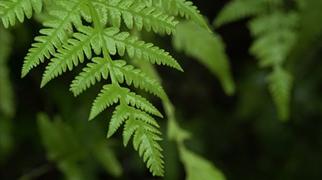 森林中雨后的蕨类植物