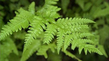 森林中雨后的蕨类植物