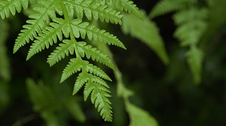 森林中雨后的蕨类植物