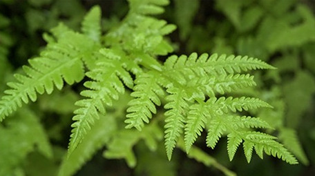 森林中雨后的蕨类植物