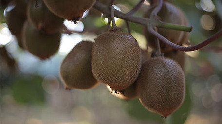 实拍眉县国家级猕猴桃种植基地