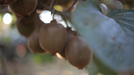 实拍眉县国家级猕猴桃种植基地