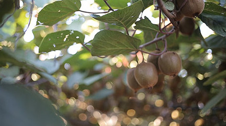 实拍眉县国家级猕猴桃种植基地