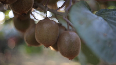 实拍眉县国家级猕猴桃种植基地
