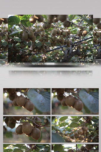 实拍眉县国家级猕猴桃种植基地图片