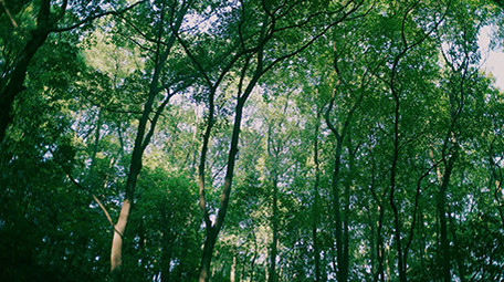 4K实拍清新唯美绿植森林视频素材