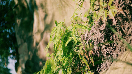 4K实拍清新唯美绿植森林视频素材