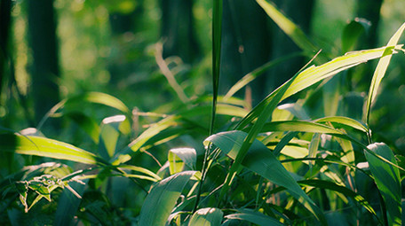 4K实拍清新唯美绿植森林视频素材