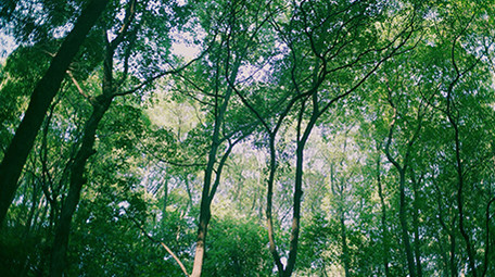 4K实拍清新唯美绿植森林视频素材