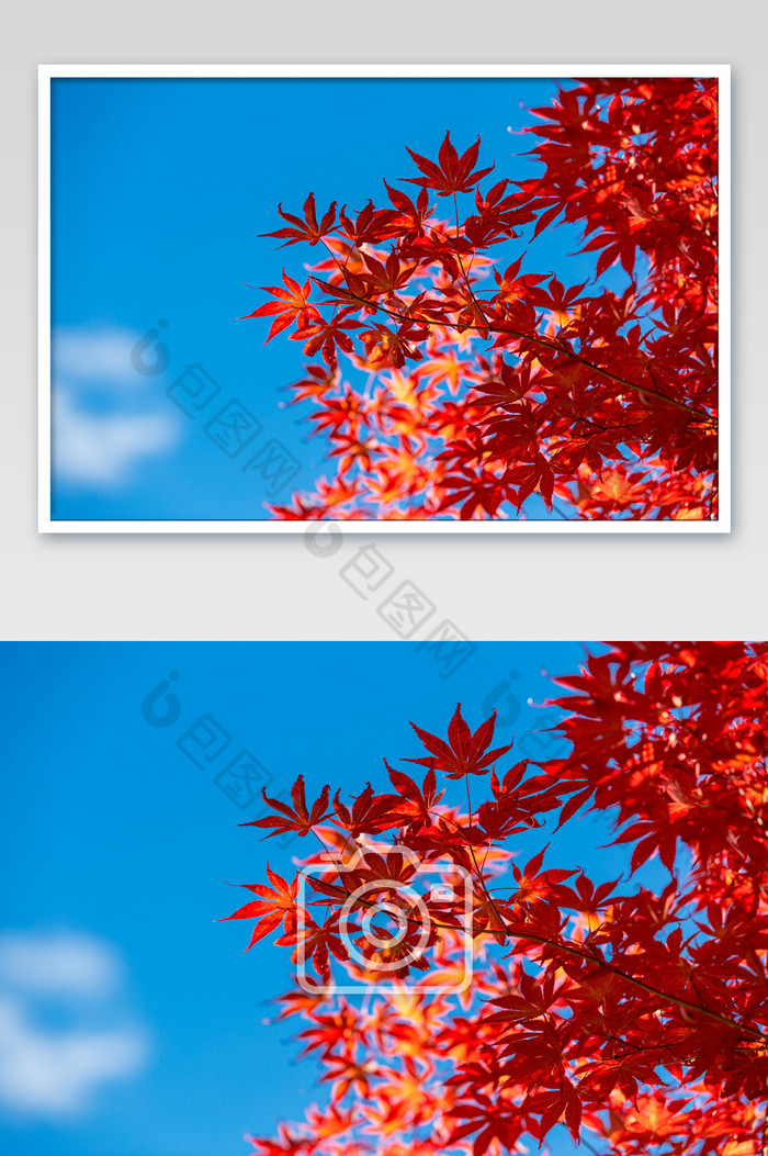 秋天红色的枫叶秋季图片图片