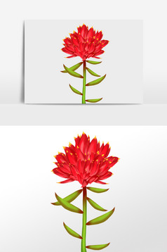 红景天小花红药材